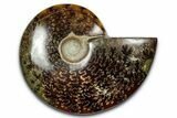 Polished Ammonite (Cleoniceras) Fossil - Madagascar #344316-1